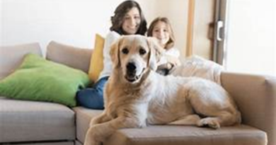 Cómo saber si tu seguro del hogar incluye la cobertura de responsabilidad civil para tu perro: Protege a tu mascota y tu patrimonio – Hjalmar Gibelli