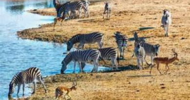 Safari en el Parque Nacional de Kruger