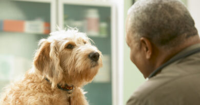 Perros adiestrados logran detectar la enfermedad de Parkinson con una precisión de hasta el 90 %