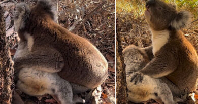 VIDEO: Desgarrador momento de un koala en duelo por la muerte de su compañera