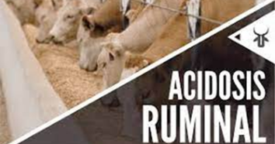 Conozca más de la Acidosis, una Enfermedad que Ataca a las Vacas Lecheras: Causas, Síntomas y Tratamientos