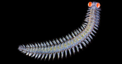 Descubren un gusano marino con ojos gigantes que usaría para un lenguaje 'secreto'
