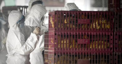 Detectan en EE.UU. un caso de infección humana por gripe aviar altamente contagiosa