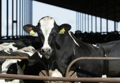 Encuentran partículas virales de gripe aviar en leche de vaca en tiendas de EE.UU.