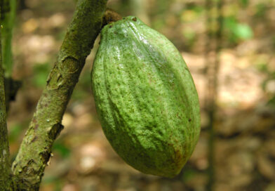 Ghana revela qué necesita para luchar contra el peligroso virus del cacao