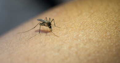 ¿Qué es la fiebre de Oropouche, enfermedad parecida al dengue que se propaga por América Latina?