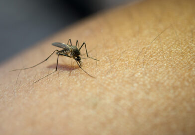 ¿Qué es la fiebre de Oropouche, enfermedad parecida al dengue que se propaga por América Latina?